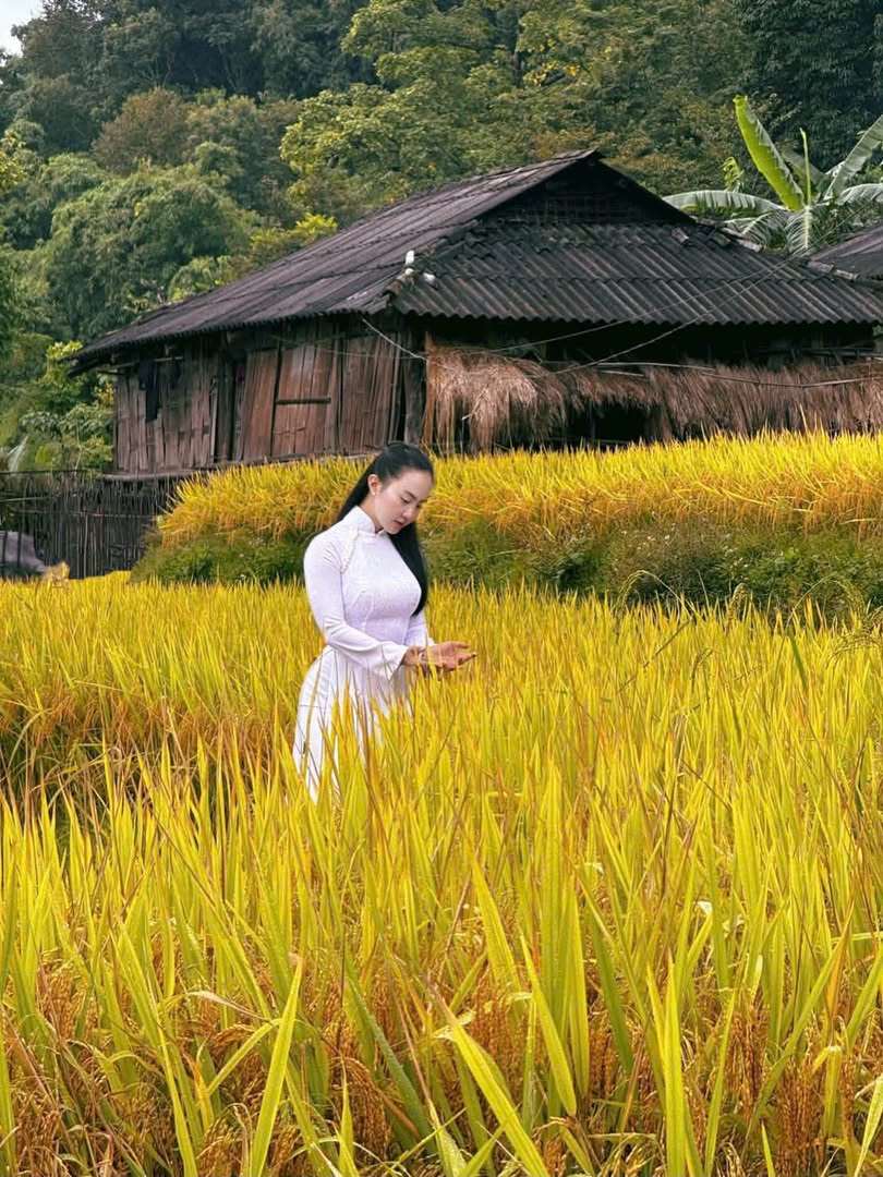 Áo dài giữa mùa lúa chín